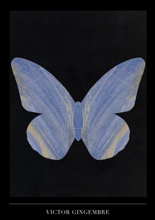 Papillon Marbre